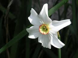 narcis