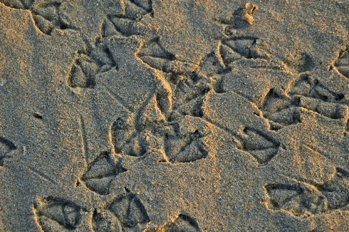 GullPrints in sand